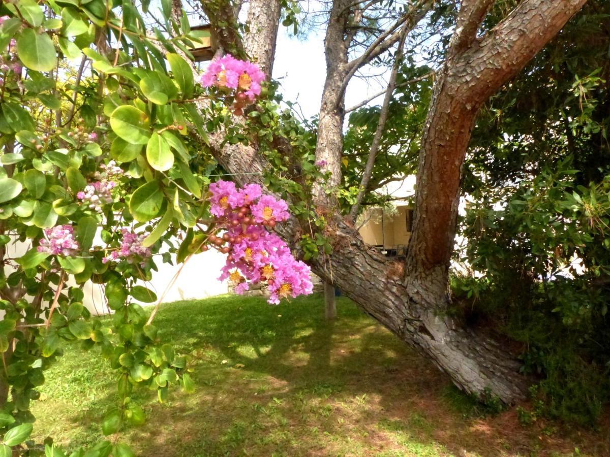 Maison En Provence Avec Jardin Ombragée Et Piscine